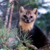 Соболь. Фото с сайта Oxothik.ru